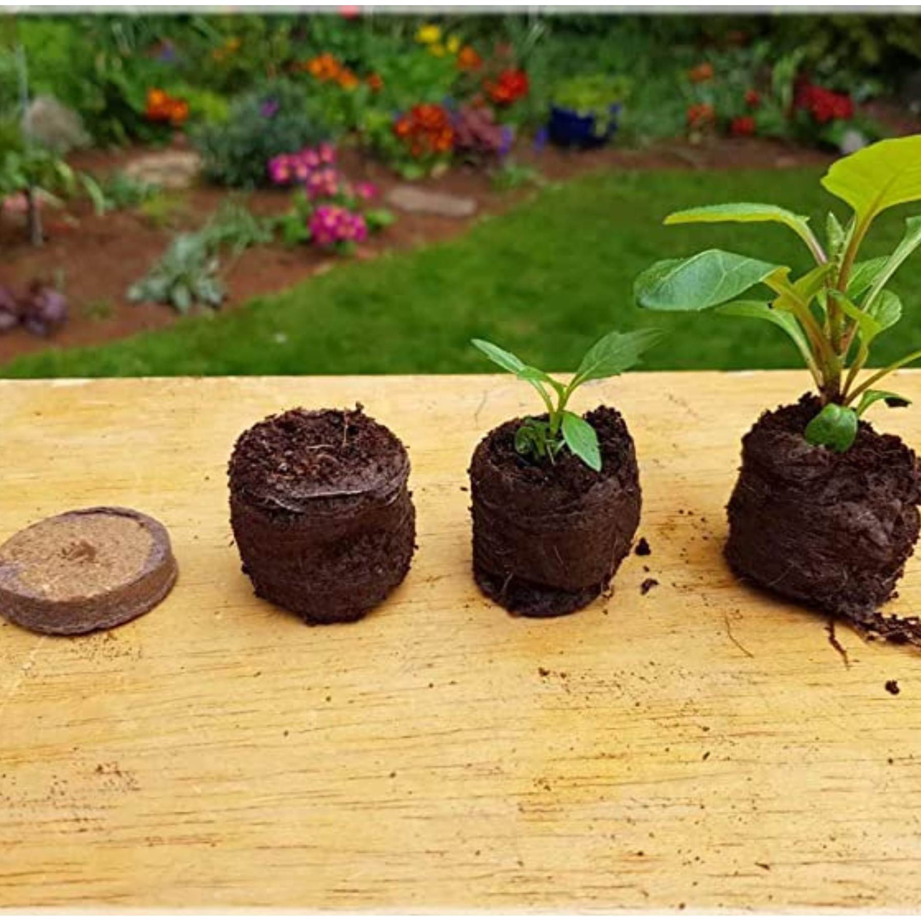 Cocopeat Disc | Coir disc for Potting Soil Mix