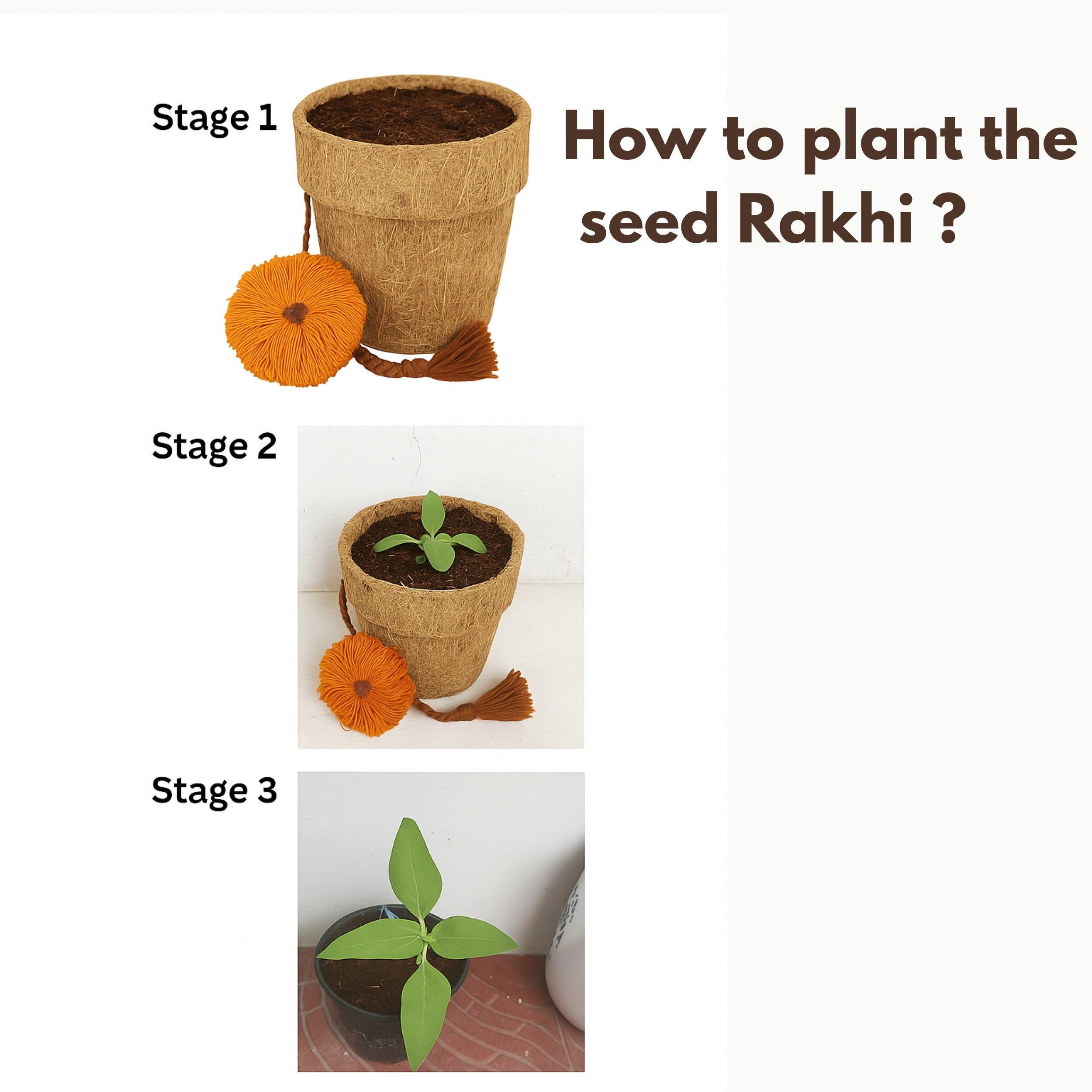 Plantable Seed Rakhi Kit ( Pack of 6 )