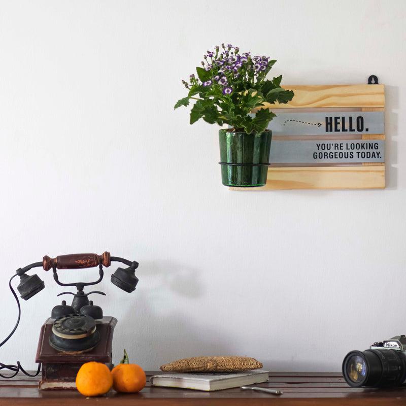 Hello Gorgeous with Vat69 Planter