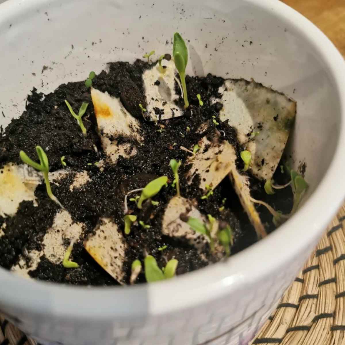 Kavi Basil Seed Paper (Pack of 50)