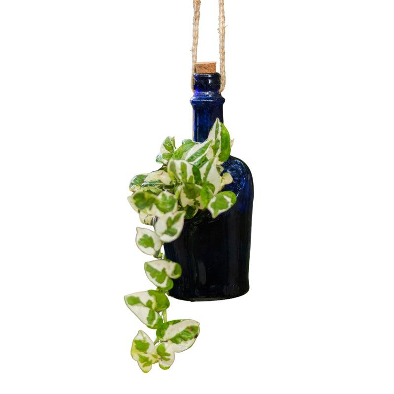 Antiquity Bottle Planter (Hanging)