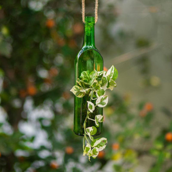 Kavi Jharokha Bottle Planter