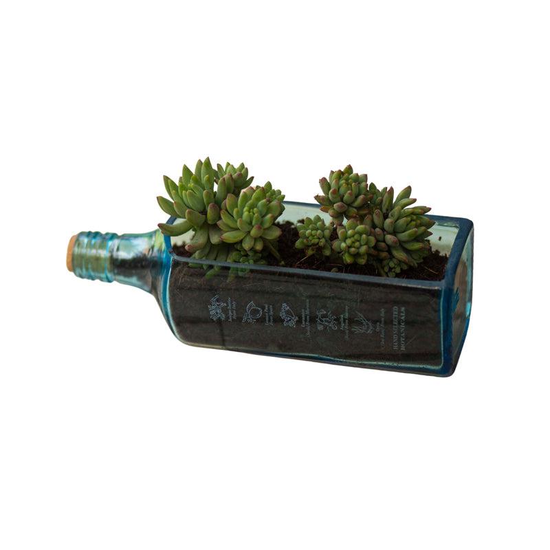 Sapphire Bottle Planter (Table Top)